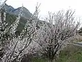 الربيع_تيان شان