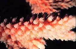 مرجان ال (Staghorn) (Acropora)