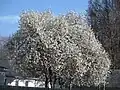 Magnolia stellata in full bloom in أوينسبورو
