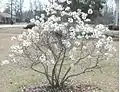 A small Magnolia stellata growing in إرنست همينغوي, South Carolina