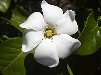 غَرْدِينِيَة بريغامي