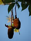 ثمرة الباوباب قبل نضجها