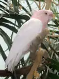كوكاتو زهري عُرفُه مسطَّح