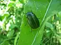 استثاسبيس (Stethaspis) (استثاسبيني (Stethaspini)/زايلونيتشيني (Xylonychini)).