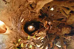 A columnar tree formed by a strangler fig after the central tree has died. The tree is hollow as seen in this photograph from below.