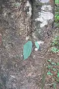 A strangler fig sapling starts to grow on a tree, roots can be seen