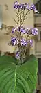 Streptocarpus eylsii ، وحيد الورقة