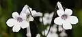 زهور Streptocarpus kentaniensis