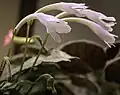 Streptocarpus liliputana الزهور عن قرب