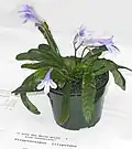 Streptocarpus liliputana ، نبات كامل، معروض