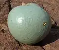 الثمر