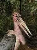 Sudan_animal_rescue