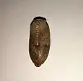 الجانب الظهري مبينًا النقير