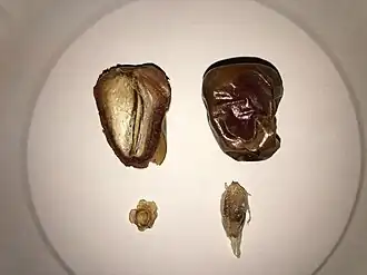 تمر من نوع سُكريّ (سعوديّ)