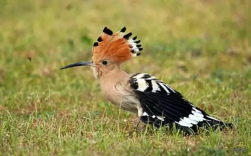 [en→ar]Hoopoe