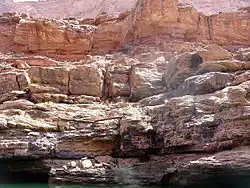 Tan- to cream-colored layer cliff face مجموعة طبقات سوباي وعليها جزوع أشجار أزاحها طوفان النهر.