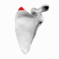لوح الكتف الأيسر. الزاوية العلوية للكتف موضحة باللون الأحمر.