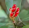 Young berry cluster