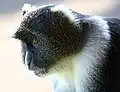 هجرس سايكس في جبل كينيا