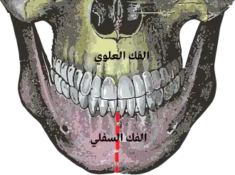 الخط الأحمر المتقطع عند الذقن يُبين موضع الإرتفاق الذقنى (بالإنجليزية: mandibular symphysis).