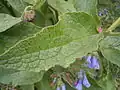 leaf