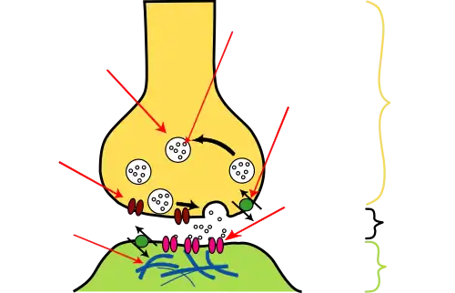 An illustrated chemical synapse