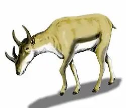 سينديوسيرا&nbsp;[الإنجليزية](قرنيات أولية من الميوسيني)
