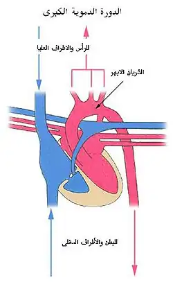 الدورة الدموية الكبرى اكتشفها ويليام هارفي بعدما قام بمجموعة من التجارب.