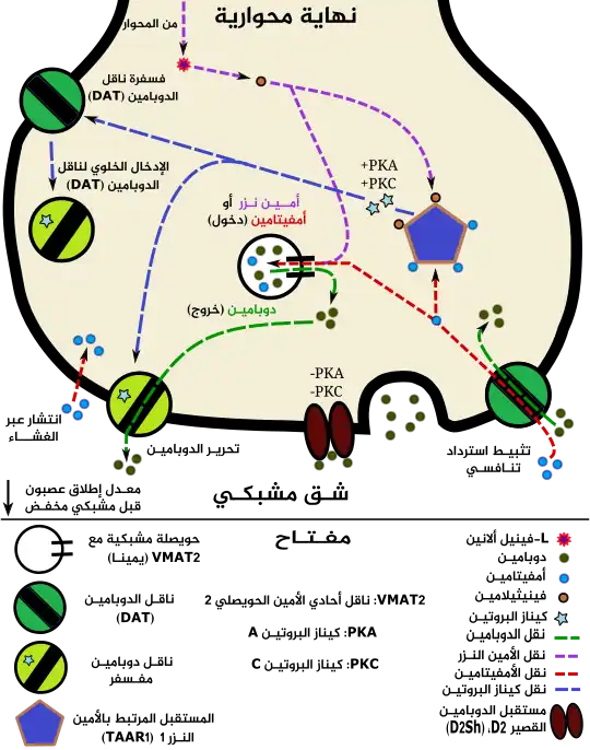 نموذج ديناميكا دوائية للأمفيتامين وTAAR1