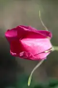 الزهور الشابة تكون أكثر قتامة في اللون.