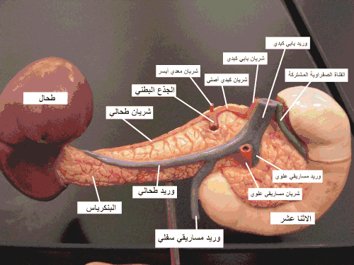 Posterior view of the abdominal viscera, showing arteries and veins around the pancreas and spleen.