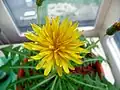 Head in full bloom. A Taraxacum japonicum flower has fewer florets than that of طرخشقون مخزني.