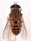 ذباب تَبَنِس إجِري (Tabanus eggeri) فرنسا