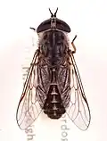 ذباب تَبَنِس يونيفاسكياتوس (Tabanus unifasciatus) فرنسا