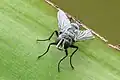 أجنحة ذبابة تاشينيد (Tachinid fly) يتظهر تقزحا لونيا