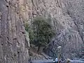 شجره المقدسه فی القبه زیبَد. دَرصوفه