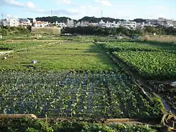 Taimo ginowan okinawa