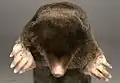 بورتريه متحف تولوز&nbsp;&nbsp;[لغات أخرى]‏