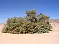 الفنين