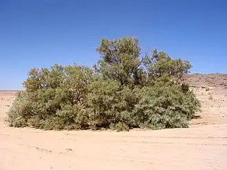 نبات تاماريس في طاسيلي ناجر