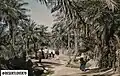 كانت النخيل تغطي أغلب أنحاء الجزيرة، 1955م.