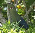 The vivid plumage is still an effective camouflage in its native habitat.