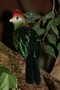 At Weltvogelpark Walsrode، ألمانيا