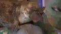 خلد الماء