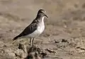 In Non- breeding plumage at Purbasthali in باردمان District of بنغال الغربية، الهند.