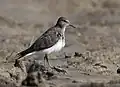 In Non- breeding plumage at Purbasthali in باردمان District of بنغال الغربية، الهند.