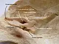 العظم الصدغي
