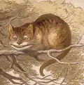 شسهاير القط (رسم لجون تينيل)