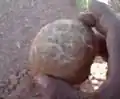 الترفاس