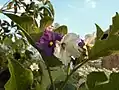 أزهار الباذنجان التايلندي.